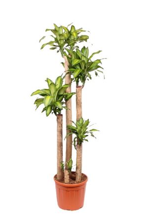 Dracaena Massangeana 150-120-90-60-30