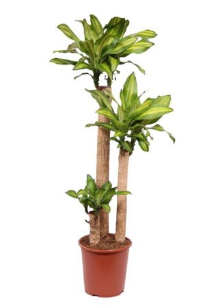 Dracaena Massangeana 90-60-30