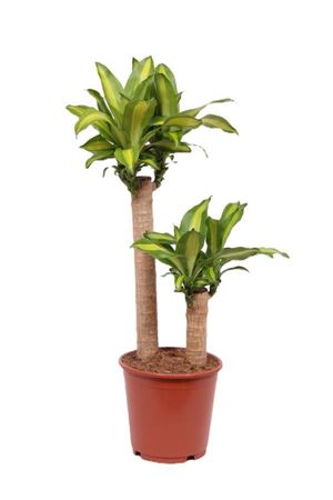 Dracaena Massangeana 60-30