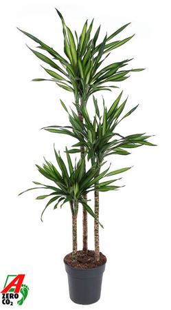 Dracaena Riki 90-60-30-15