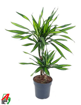 Dracaena Riki 30-10