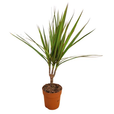 Drac Marginata 15 Stem