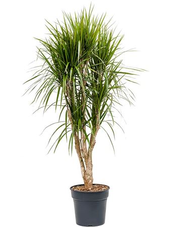 Drac Marginata Branched