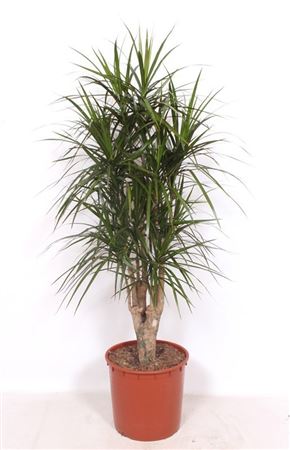 Drac Marginata Branched