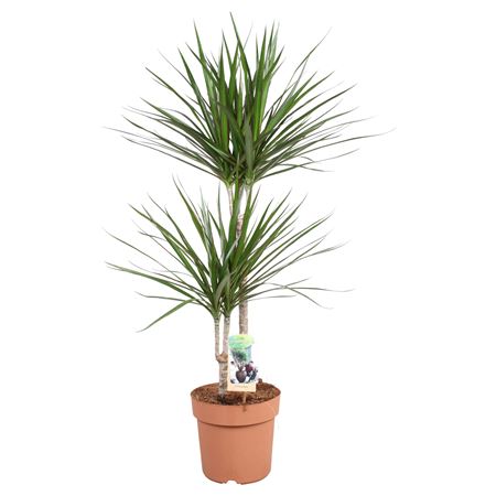 Drac Marginata 45-15