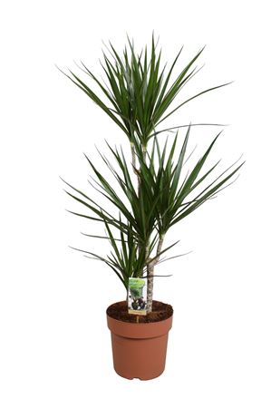 Drac Marginata 60-30-15