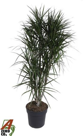 Drac Marginata Branched