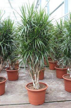 Drac Marginata Branched