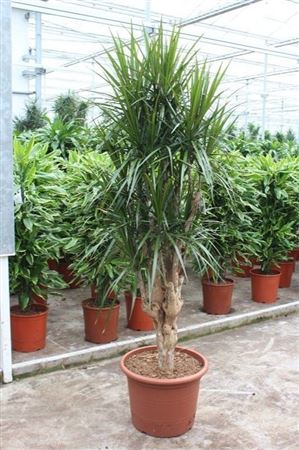 Drac Marginata Branched