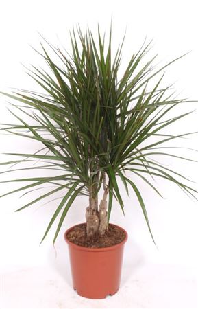 Drac Marginata Branched