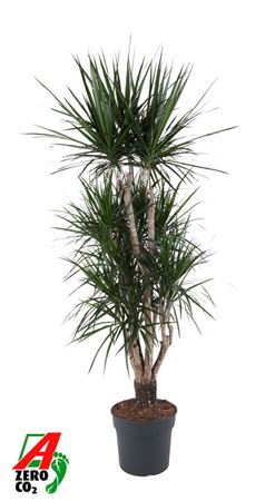 Drac Marginata Branched