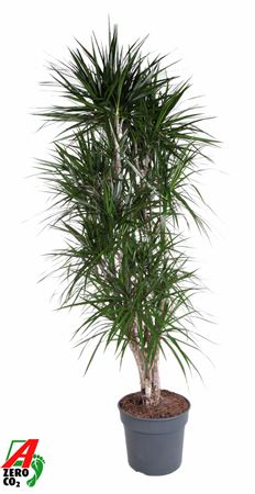Drac Marginata Branched