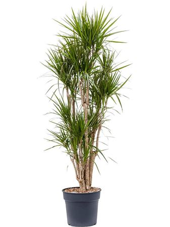 Drac Marginata Branched