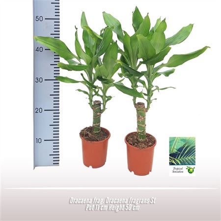 Drac Fragrans 15cm Stem