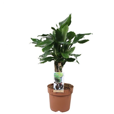 Dracaena Steudneri Carroussel