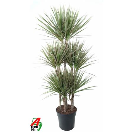 Drac Bicolor 90-carrousel