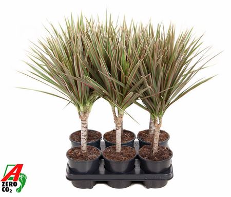 Dracaena Bicolor 15 Stam