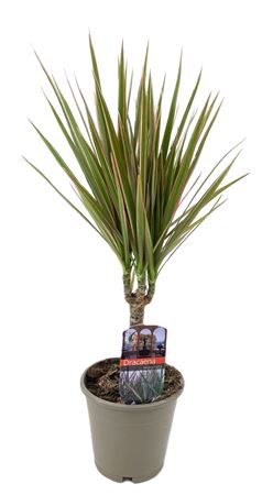 Drac Bicolor 15cm Stem