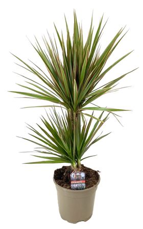 Drac Bicolor 30-10