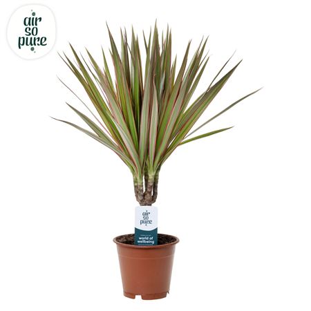 Drac Bicolor 15cm Stem (air So Pure)