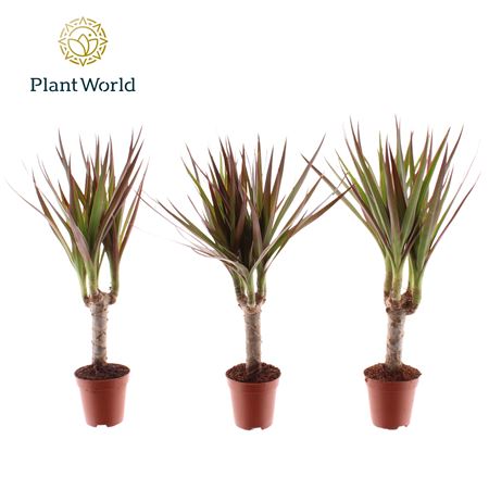 Drac Magenta Tiny Tummy (декорум)