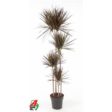 Drac Magenta 120-90-60-30