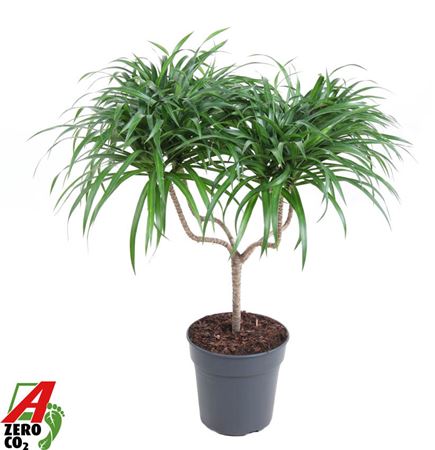 Drac Anita Varriegata Candle