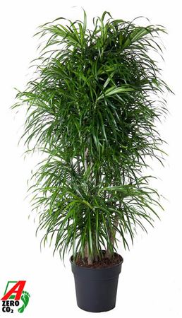 Drac Anita Variegata Branched