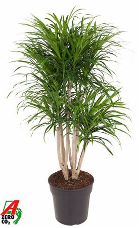 Drac Anita Variegata Branched