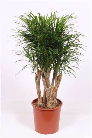 Dracaena Anita