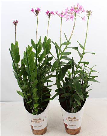 Epidendrum 3st Mix