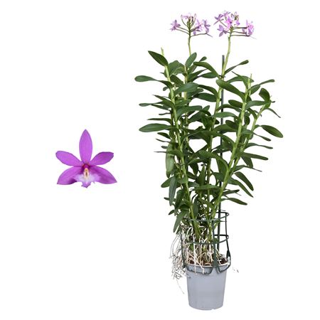 Epidendrum 2st Purple