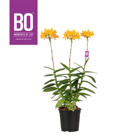 Epidendrum Bo Andes