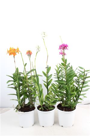 Epidendrum 2st Light Purple Toef