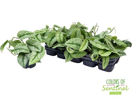 Scindapsus Pictus Trebie