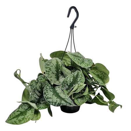 Scindapsus Pictus Trebie Hangpot.