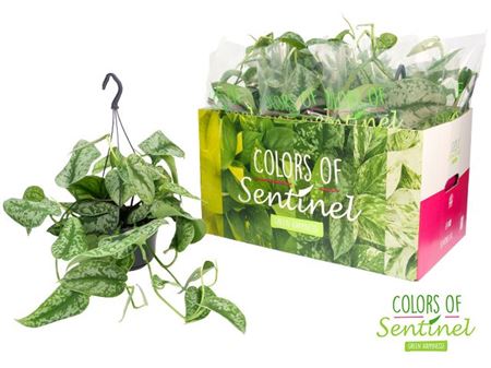 Scindapsus Pictus Trebie Hang