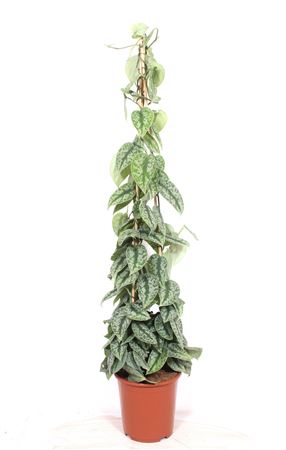 Scindapsus Trebie Piramide