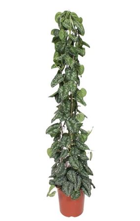 Scindapsus Trebie Piramide