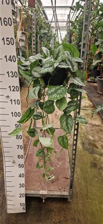 Scindapsus Pictus Trebie Hang