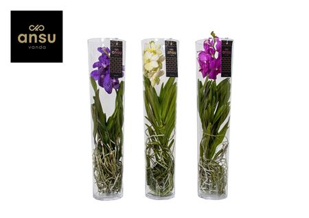 Vanda Michelle 70 Mix