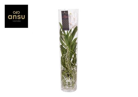 Vanda Michelle 70 White