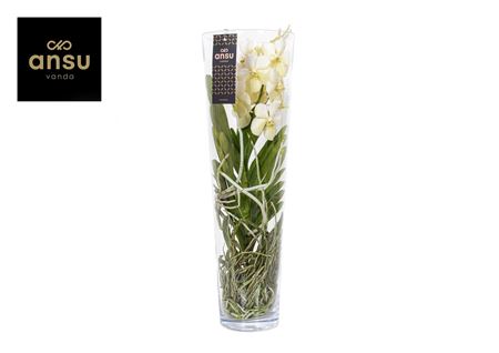 Vanda Lisanne 70 White