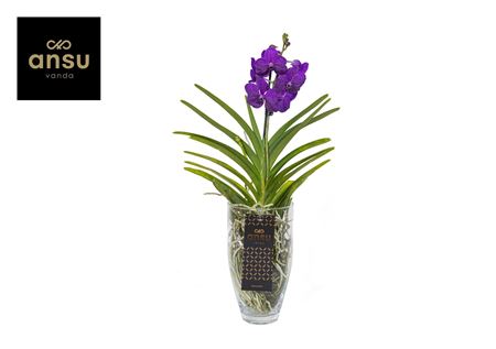 Vanda Charlotte Blue