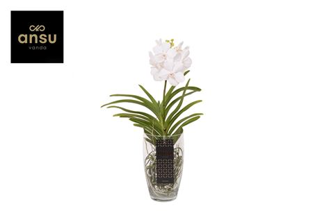 Vanda Charlotte White