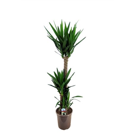 Yucca 90-60-30 3+