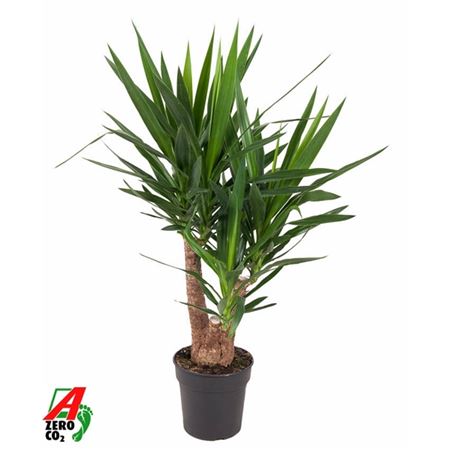 Yucca Branched Arms 4+