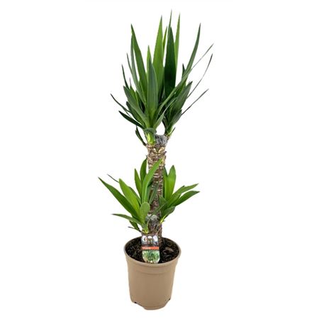 Yucca 45-20 2+