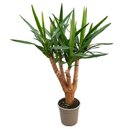 Yucca Elephantipes Branched