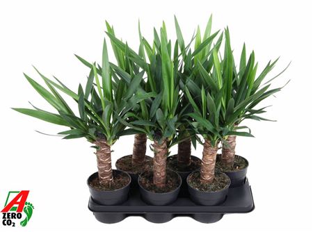 Yucca 30 Stam 2+